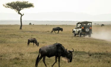 Wild Wonders of the Serengeti